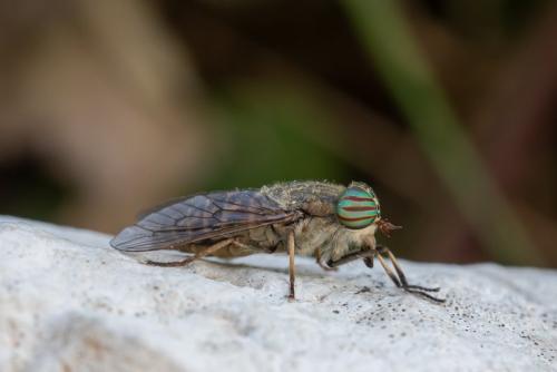 Réf. 296 472 : Tabanus exclusus